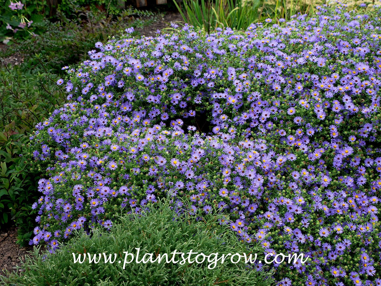 October Skies Aster (Symphyotrichum oblongifolius) 
(late September 2022)
